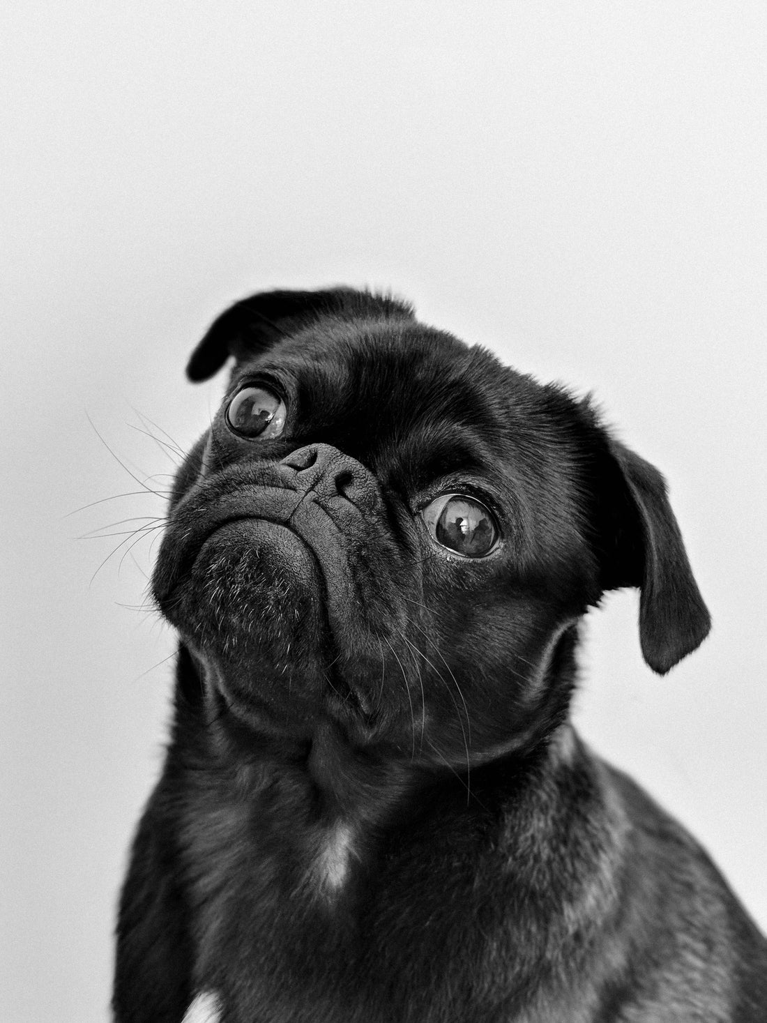 Why Dogs Are More Than Just Pets: A Heartfelt Look at Man’s Best Friend